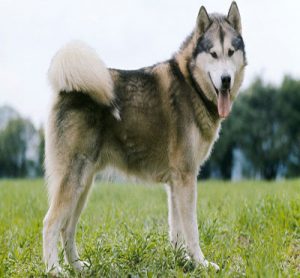 Alaskan Malamutes - سگ سورتمه کش آلاسکایی - سگ