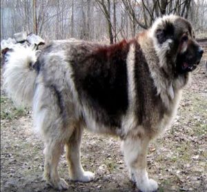 Caucasian Ovcharka - سگ قفقازی - سگ