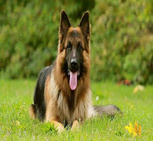 German Shepherd – سگ جرمن شپرد - سگ