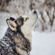 Huskies - هاسکی – سگ هاسکی - سگ