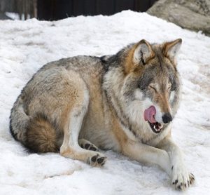 Wolf Hybrid - سگ گرگی - سگ
