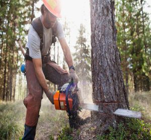 قطع کردن درخت – بریدن درختان