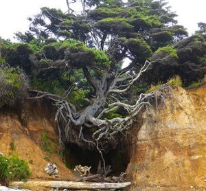 درخت زندگی – درختی با نماد زندگی در آمریکا