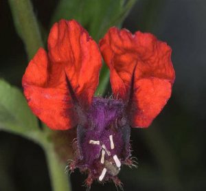 کاپهی صورت خفاشی - Cuphea llavea – گل های عجیب دنیا