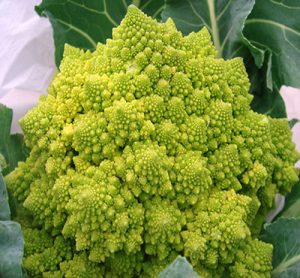 کلم رومی - Romanesco Broccoli