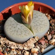 گل سنگی - Lithops comptonii – گل های عجیب دنیا