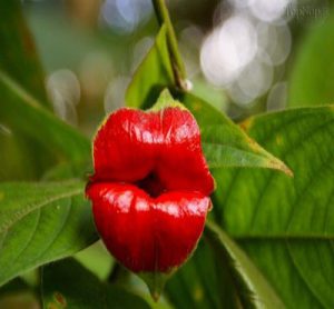 گل لب - Psychotria elata – گل های عجیب دنیا