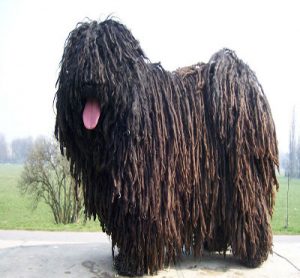 سگ روستایی مجارستان - عجیب‌ترین حیوانات