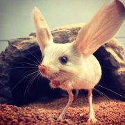 موش دوپای گوش دراز - عجیب‌ترین جانوران