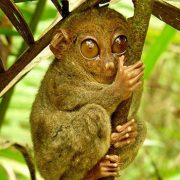 میمون شب‌گرد هندی - عجیب‌ترین حیوانات