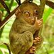 میمون شب‌گرد هندی - عجیب‌ترین حیوانات