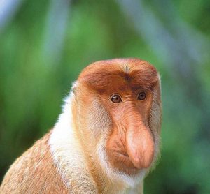 میمون پوزه‌دار - عجیب‌ترین حیوانات