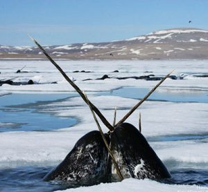 نهنگ دریایی قطب شمال - عجیب‌ترین حیوانات