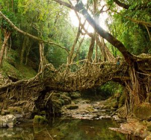 پل ریشه‌های زنده - عجیب‌ترین و جالب‌ترین پل‌های جهان